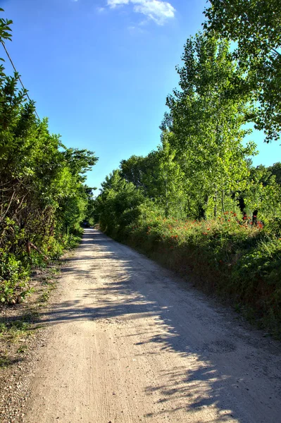 Estrada Terra Delimitada Por Arbustos Árvores Campo Italiano Verão — Fotografia de Stock