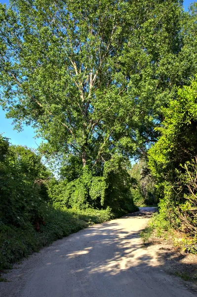 Estrada Terra Delimitada Por Arbustos Árvores Campo Italiano Verão — Fotografia de Stock