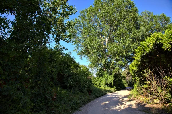 Yazın Talya Kırsalında Çalılarla Ağaçlarla Çevrili Toprak Yol — Stok fotoğraf