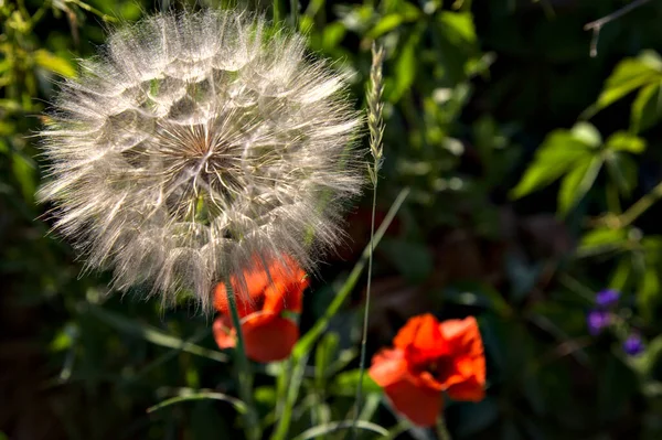 Löwenzahn Aus Nächster Nähe Mit Mohn Hintergrund Auf Einem Feld — Stockfoto