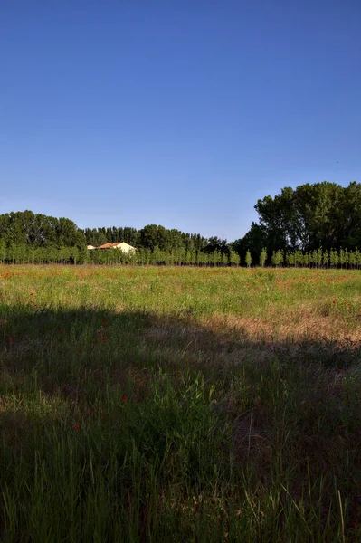 Campo Amapolas Medio Una Plantación Abedules Atardecer Verano — Foto de Stock