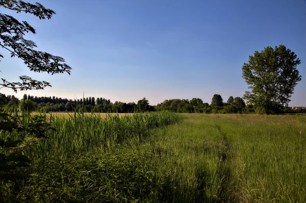 Poplar Poli Máky Při Západu Slunce Létě Italském Venkově — Stock fotografie