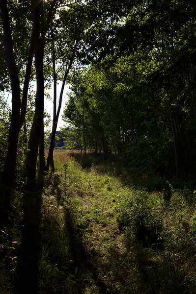 Path Sunrays Filtering Trees Italian Countryside Summer Sunset — Stock Photo, Image