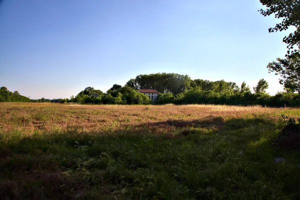 Campo Sin Cultivar Con Amapolas Bordeadas Por Árboles Campo Italiano — Foto de Stock