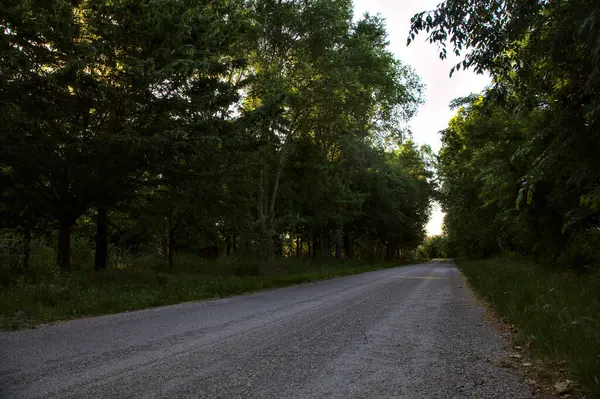 夕暮れ時の夏の森の木陰の田舎道 — ストック写真