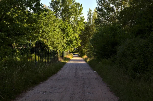 Country Road Shade Grove Summer Sunset — Stock Photo, Image