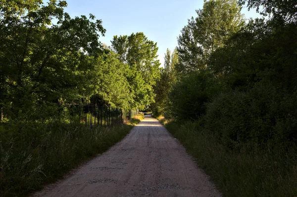 Country Road Shade Grove Summer Sunset — 스톡 사진