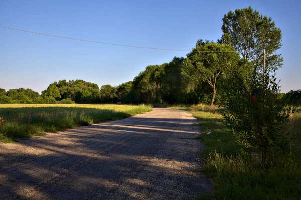 Route Bordée Par Champ Blé Des Arbres Dans Campagne Italienne — Photo