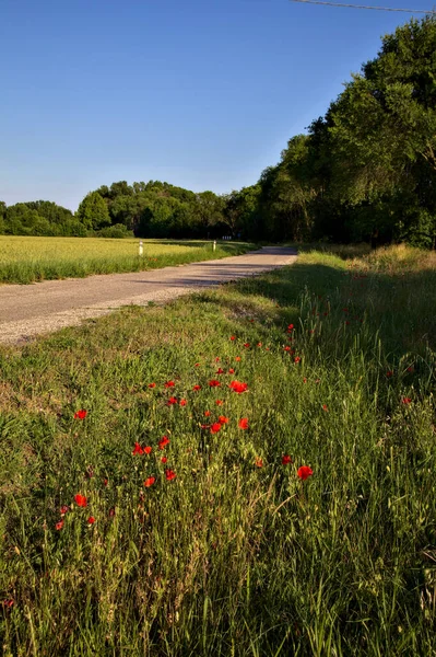 Estrada Delimitada Por Campo Trigo Árvores Campo Italiano Pôr Sol — Fotografia de Stock