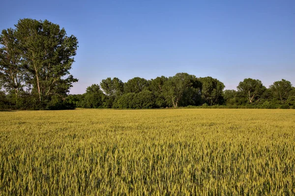 Vetefält Vid Solnedgången Med Hus Och Skog Fjärran Den Italienska — Stockfoto