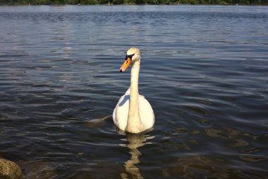 Gün batımında gölün kıyısında yüzen kuğular.