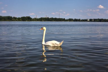 Gün batımında gölün kıyısında yüzen kuğular.