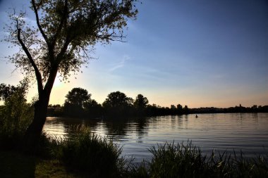 Yazın gün batımında gölün kıyısında bir ağaç.