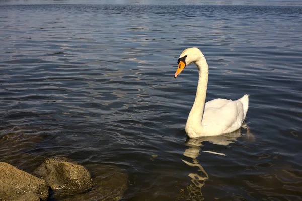 Swans Swimming Shore Lake Sunset — Φωτογραφία Αρχείου