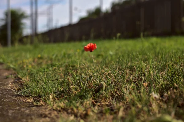 Mohn Gras Bei Sonnenuntergang Sommer Aus Der Nähe Gesehen — Stockfoto