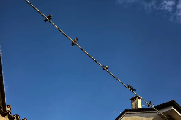 空が澄んでいるイタリアの町の2つの建物の間の送電線に立っているピジョン — ストック写真