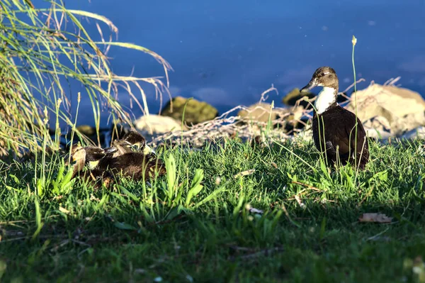 Yazın Gün Batımında Gölün Kıyısında Ördek Yavrularıyla Mallard — Stok fotoğraf