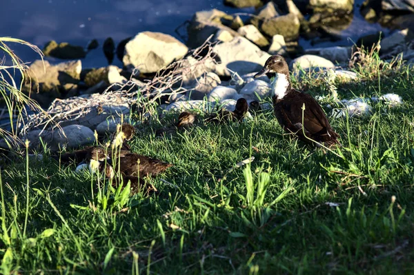 Yazın Gün Batımında Gölün Kıyısında Ördek Yavrularıyla Mallard — Stok fotoğraf