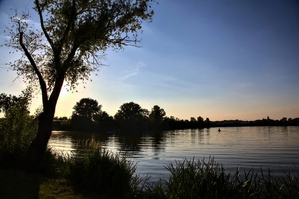 Yazın gün batımında gölün kıyısında bir ağaç.