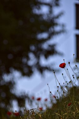 Poppies in the grass at sunset in summer seen up close