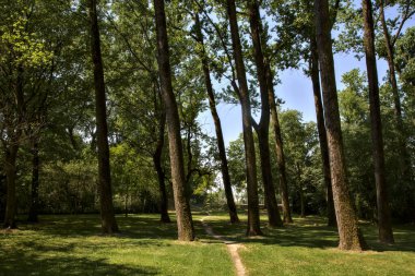 Dirt trail under the trees of a park in an italian town at noon in summer