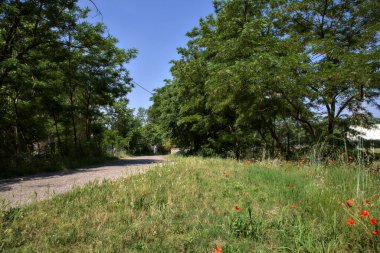 Edge of a country road bordered by poppies in a park at noon