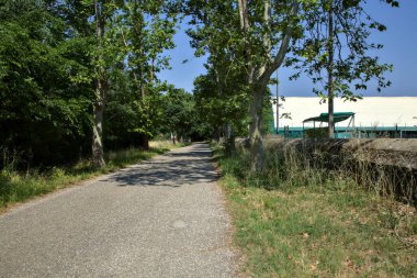 Road in a park in the countryside bordered by trees at noon