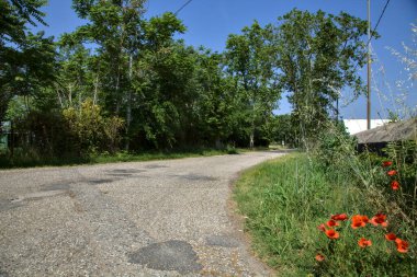 Edge of a country road bordered by poppies in a park at noon