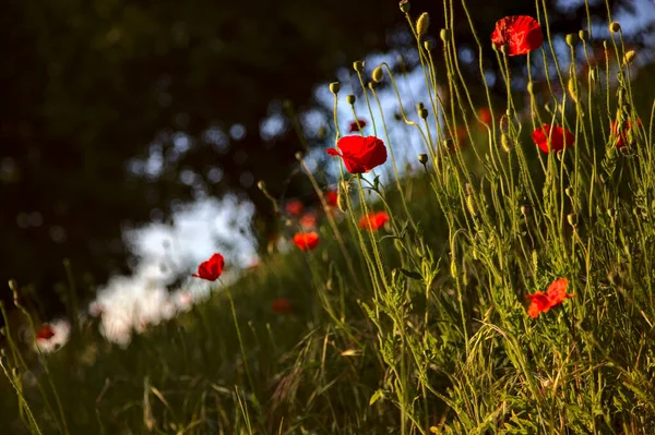 Poppy Fűben Naplemente Nyáron Látható Közelről — Stock Fotó