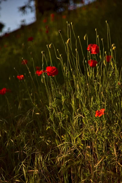 Poppies Grass Sunset Summer Seen Close — Stok Foto