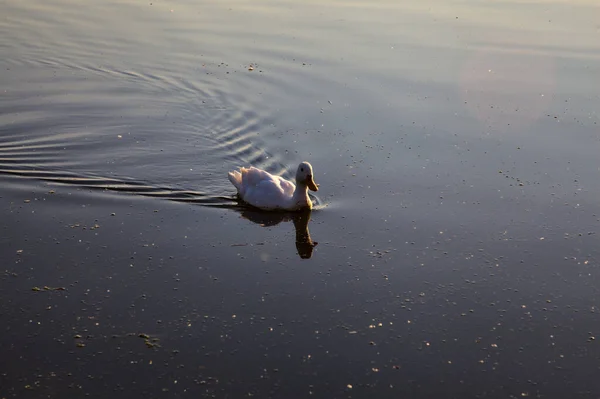 Качка Плаває Озері Заході Сонця — стокове фото