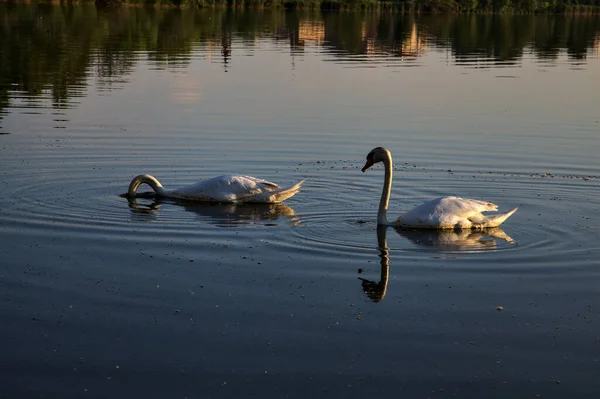 日落时天鹅在湖边游动 — 图库照片