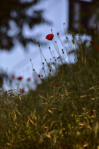 Poppy Fűben Naplemente Nyáron Látható Közelről — Stock Fotó
