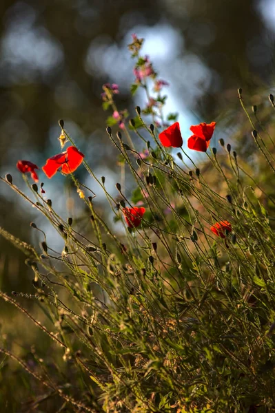 Poppy Fűben Naplemente Nyáron Látható Közelről — Stock Fotó