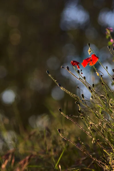 Poppy Fűben Naplemente Nyáron Látható Közelről — Stock Fotó