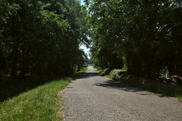 正午に木に囲まれた田舎の公園内の道路 — ストック写真