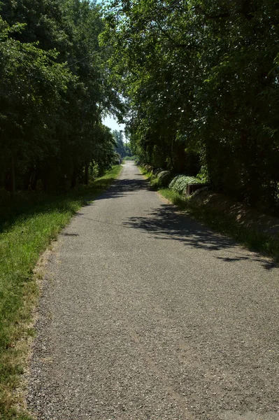Road in a park in the countryside bordered by trees at noon