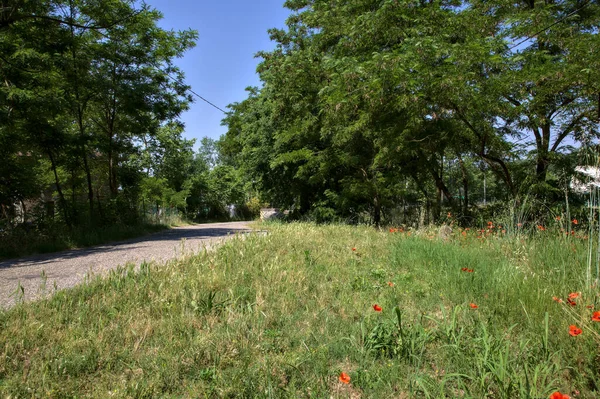 Edge of a country road bordered by poppies in a park at noon