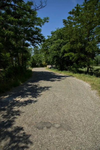 正午に木に囲まれた田舎の公園内の道路 — ストック写真