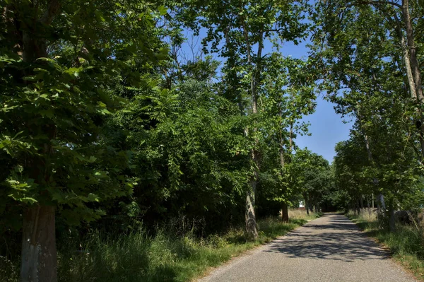Road in a park in the countryside bordered by trees at noon