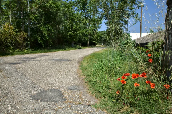Edge Country Road Bordered Poppies Park Noon — Stock Photo, Image