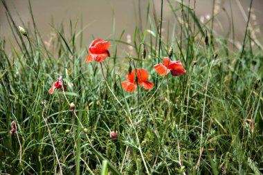 Gelincikler yazın kırsalda bir su deresinin kenarında çiçek açarlar.