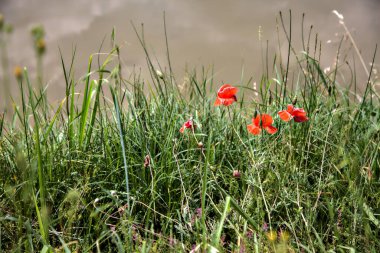 Gelincikler yazın kırsalda bir su deresinin kenarında çiçek açarlar.