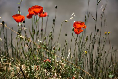 Gelincikler yazın kırsalda bir su deresinin kenarında çiçek açarlar.