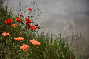 Gelincikler yazın kırsalda bir su deresinin kenarında çiçek açarlar.
