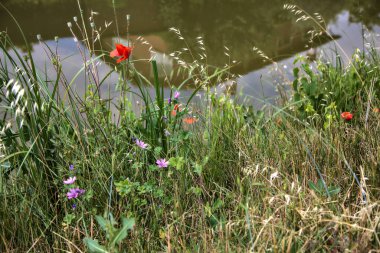 Gelincikler yazın kırsalda bir su deresinin kenarında çiçek açarlar.