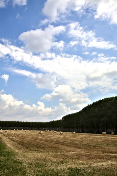 Campo Threshed Com Fardos Feno Limitado Por Uma Plantação Bétulas — Fotografia de Stock