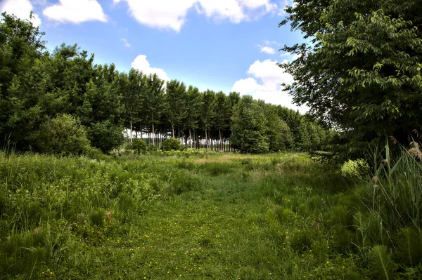 夏の白樺の木のプランテーションの隣に栽培されていないフィールド — ストック写真