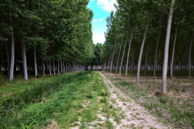 İtalyan kırsalındaki huş ağaçlarının toprak yolu.