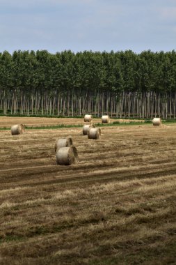 Yaz aylarında İtalya 'nın kırsal kesimlerinde huş ağaçlarıyla çevrili saman balyalarıyla tehdit edilmiş.